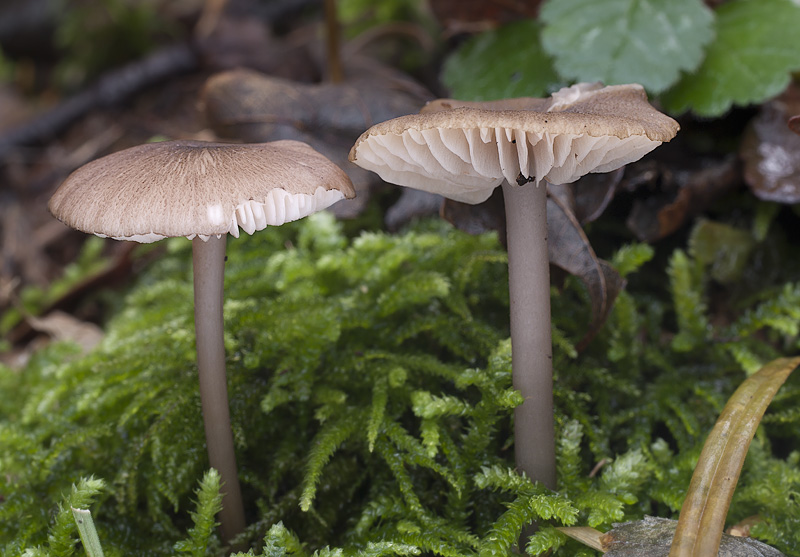 Entoloma turci